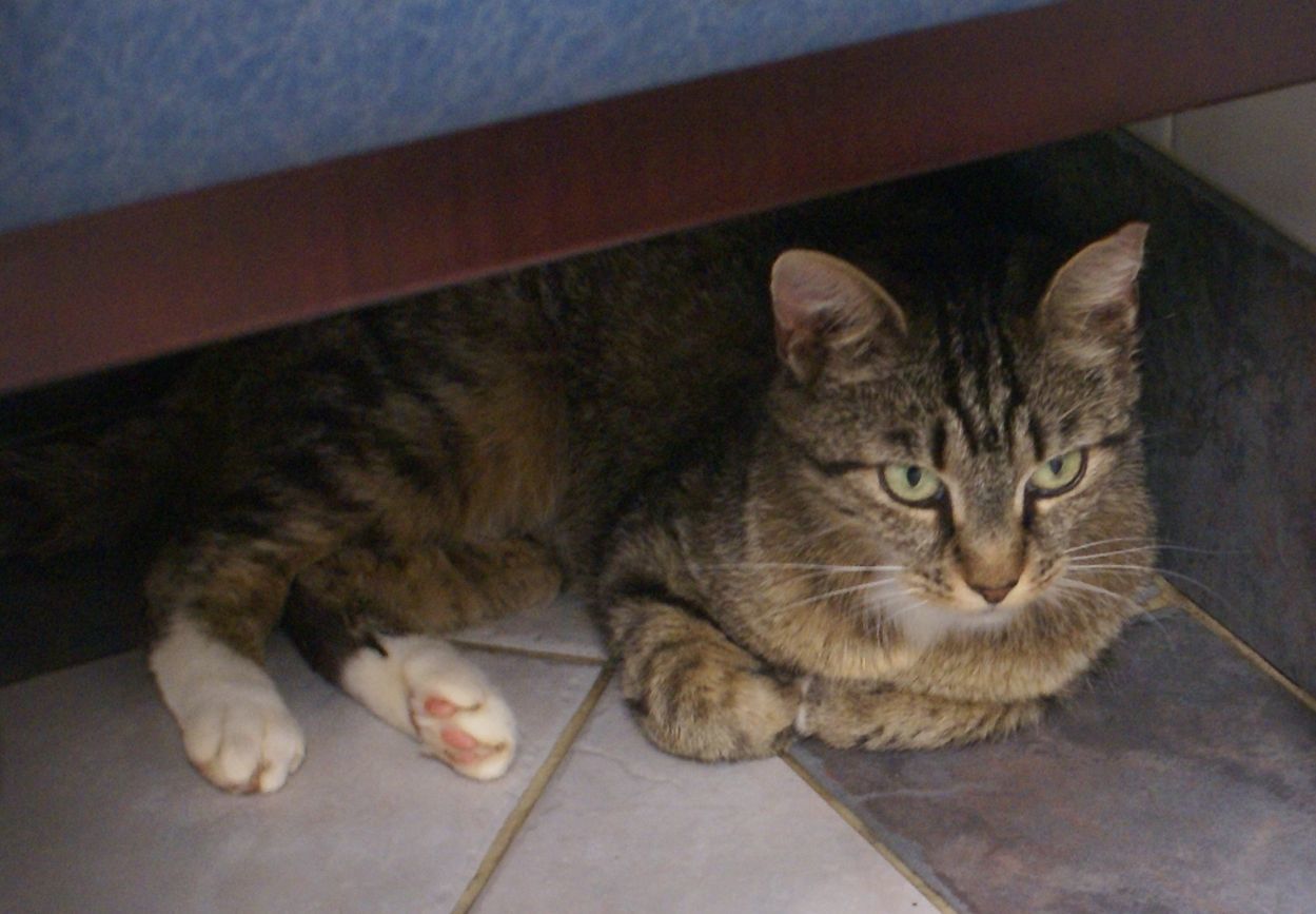 Wendy, an adoptable Domestic Short Hair in Charlottesville, VA, 22906 | Photo Image 3