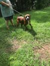 Walter