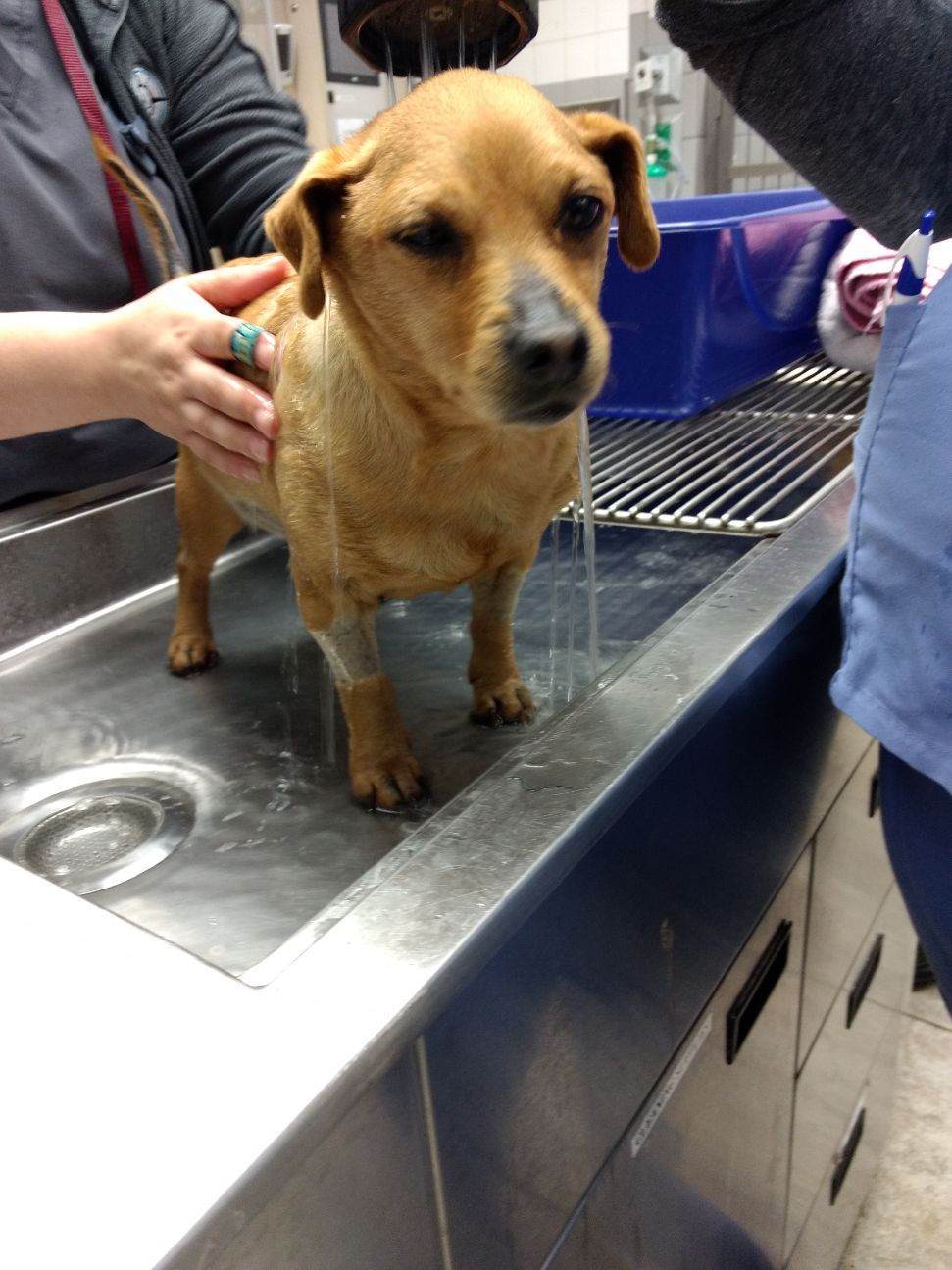 Bosley, an adoptable Terrier in Ridgeland, SC, 29936 | Photo Image 1