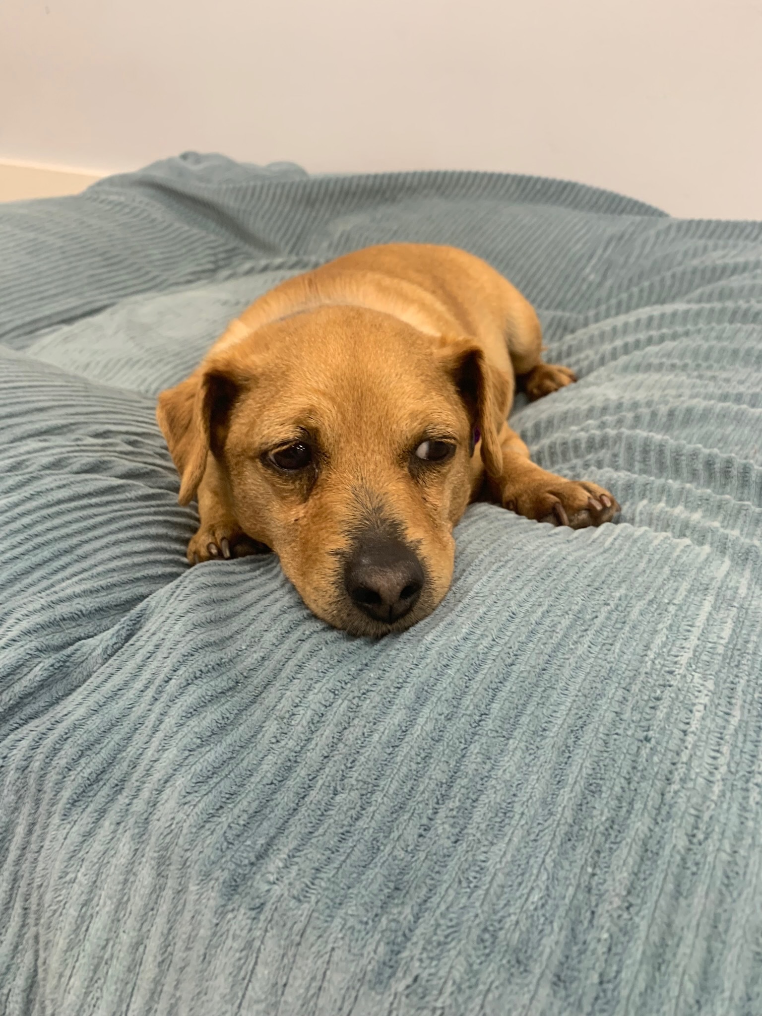 Bosley, an adoptable Terrier in Ridgeland, SC, 29936 | Photo Image 2