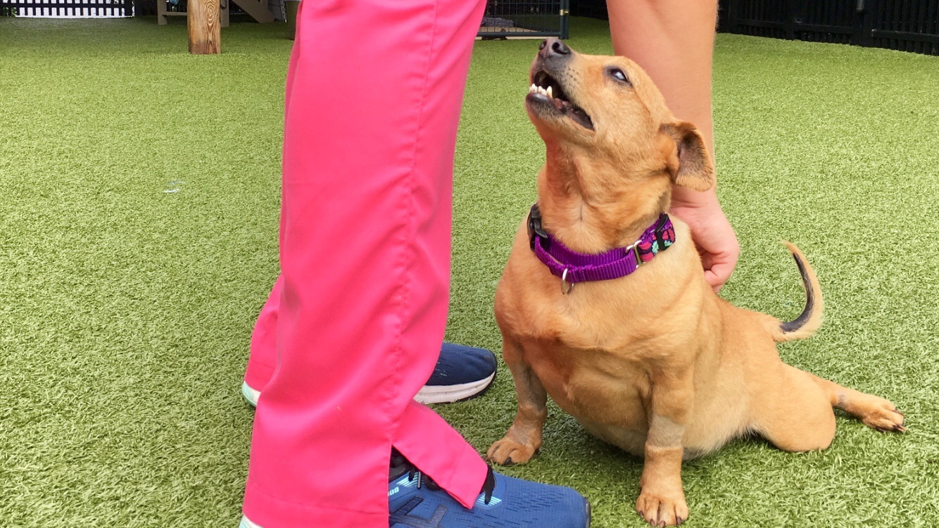 Bosley, an adoptable Terrier in Ridgeland, SC, 29936 | Photo Image 3