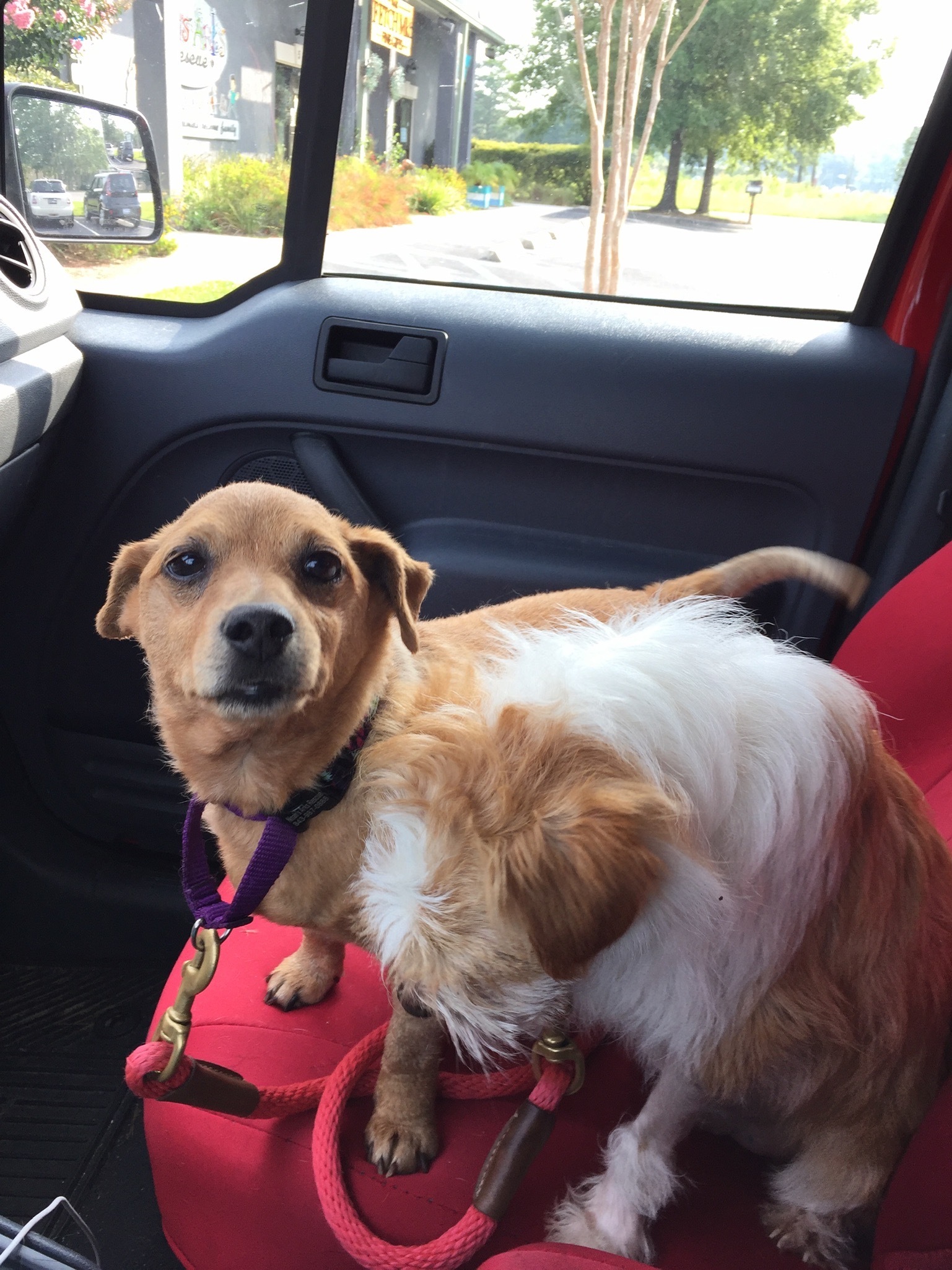 Bosley, an adoptable Terrier in Ridgeland, SC, 29936 | Photo Image 4