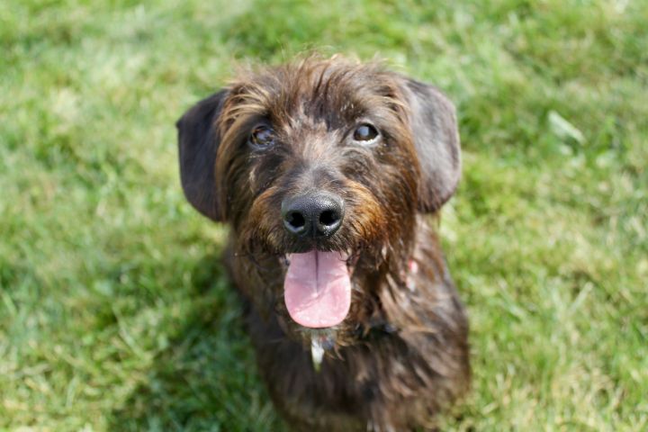 Angus, an adoptable Dachshund Mix in Lake Odessa, MI