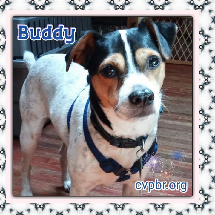 Buddy 4