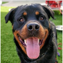 Gucci, an adoptable Rottweiler in Portland, OR, 97233 | Photo Image 2