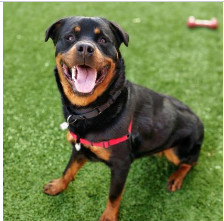 Gucci, an adoptable Rottweiler in Portland, OR_image-1