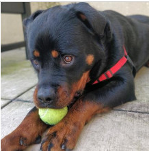 Gucci, an adoptable Rottweiler in Portland, OR, 97233 | Photo Image 3