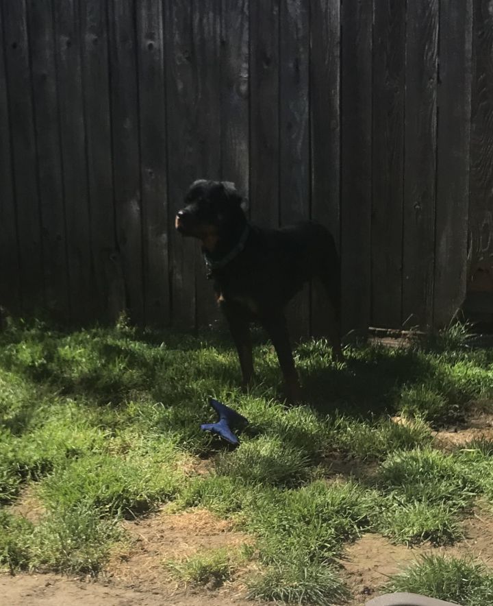 Gucci, an adoptable Rottweiler in Portland, OR_image-5