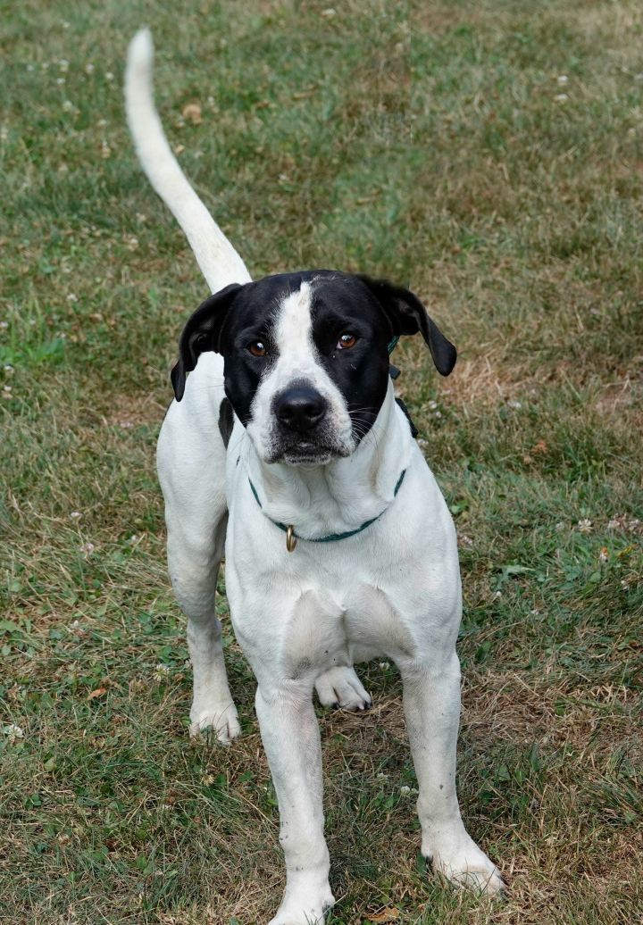 Dog For Adoption Dowler A Beagle Pointer Mix In