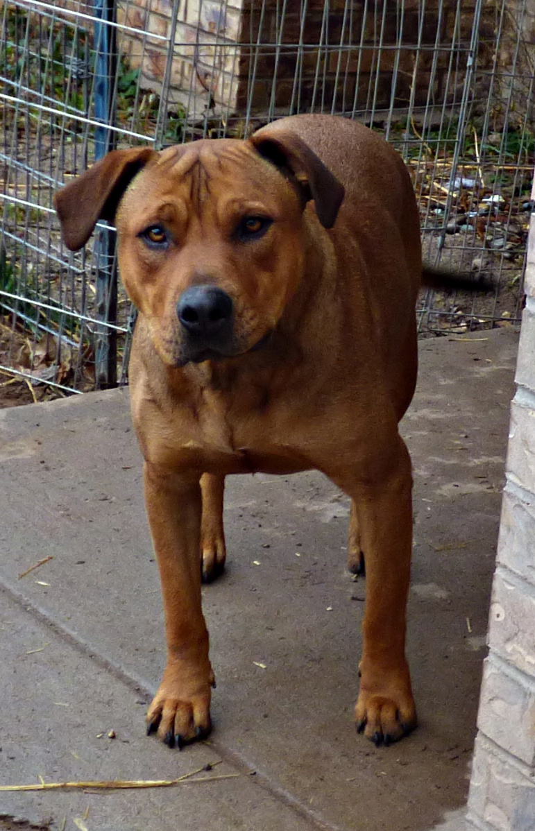 **CZR, an adoptable American Staffordshire Terrier in Peralta, NM, 87042 | Photo Image 2