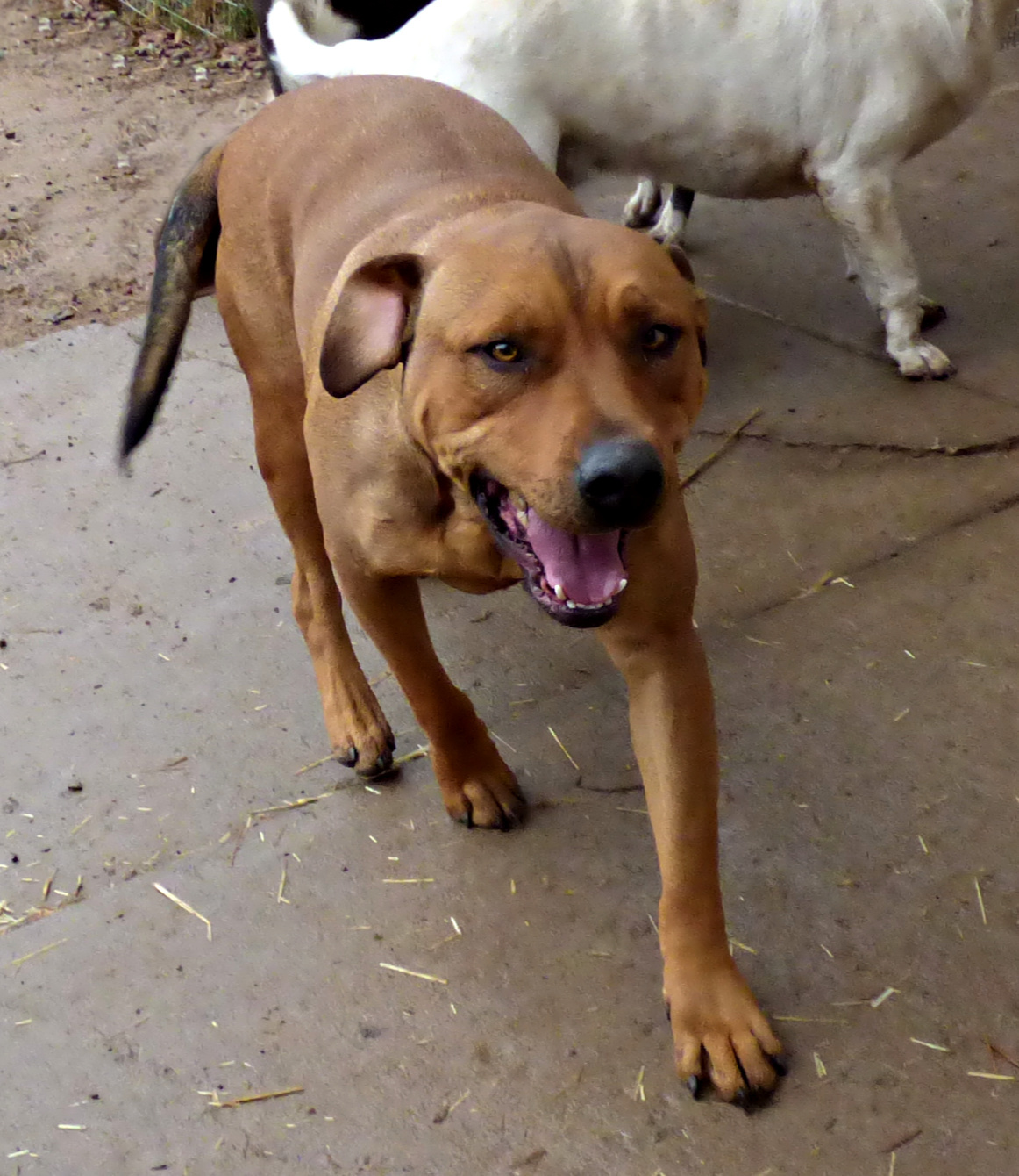 **CZR, an adoptable American Staffordshire Terrier in Peralta, NM, 87042 | Photo Image 3