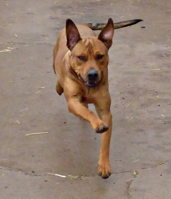 **CZR, an adoptable American Staffordshire Terrier in Peralta, NM, 87042 | Photo Image 4