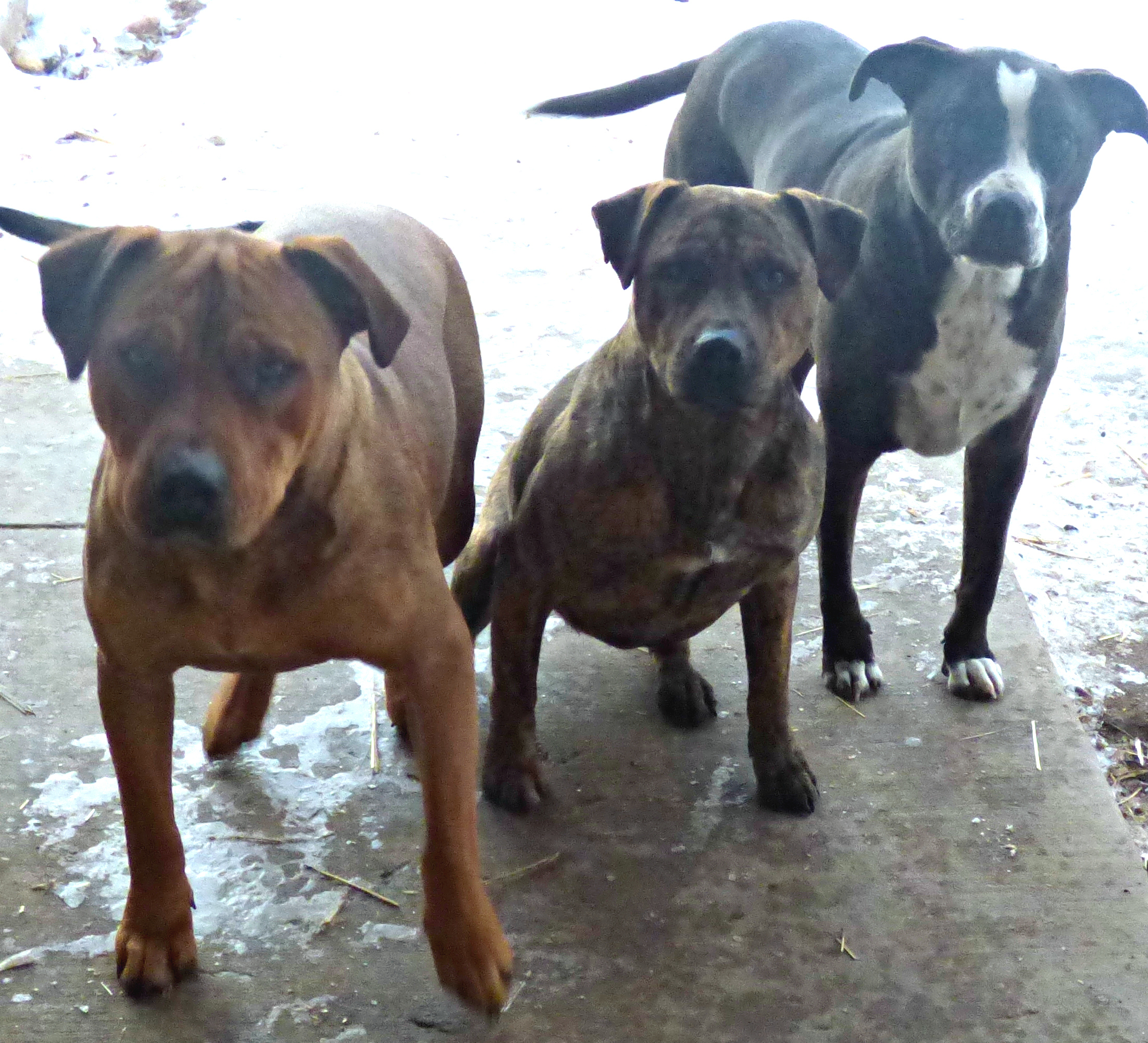 **CZR, an adoptable American Staffordshire Terrier in Peralta, NM, 87042 | Photo Image 5