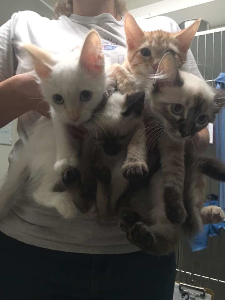 Kittens 1