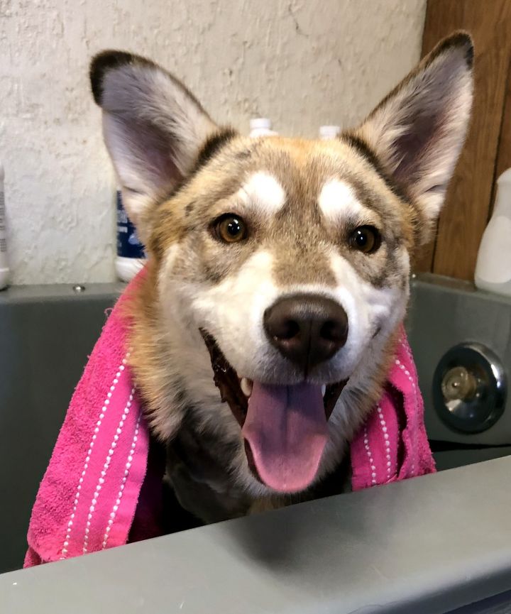 SAYRE, an adopted Husky Mix in Albuquerque, NM_image-1
