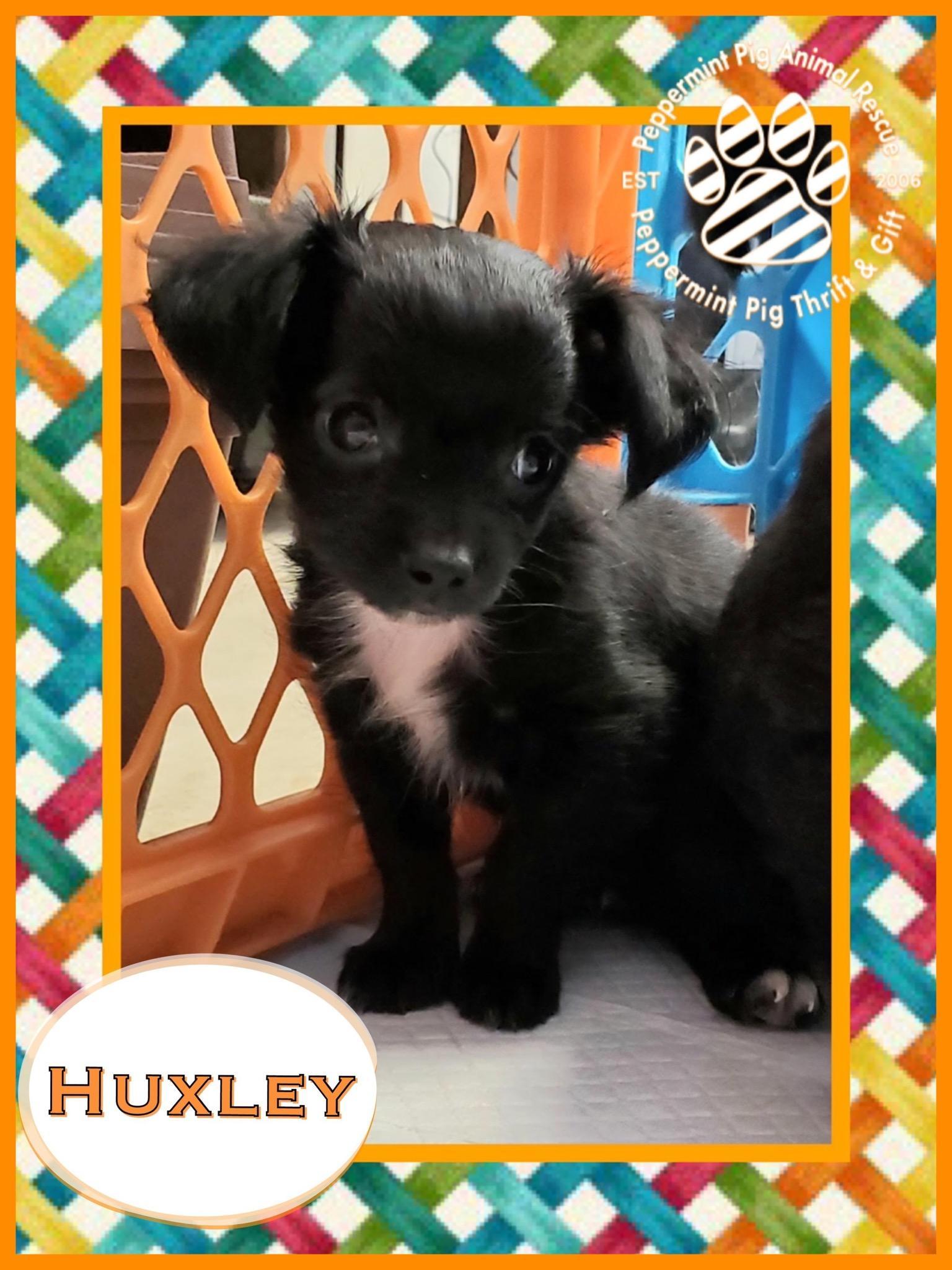 Huxley Adoption Pending detail page