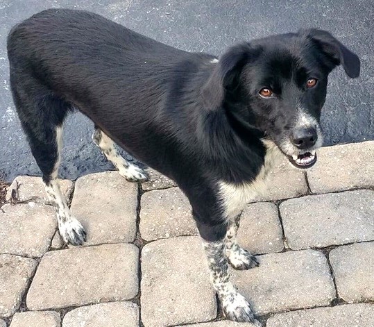 Dog For Adoption Beau A Border Collie Beagle Mix In Tiffin