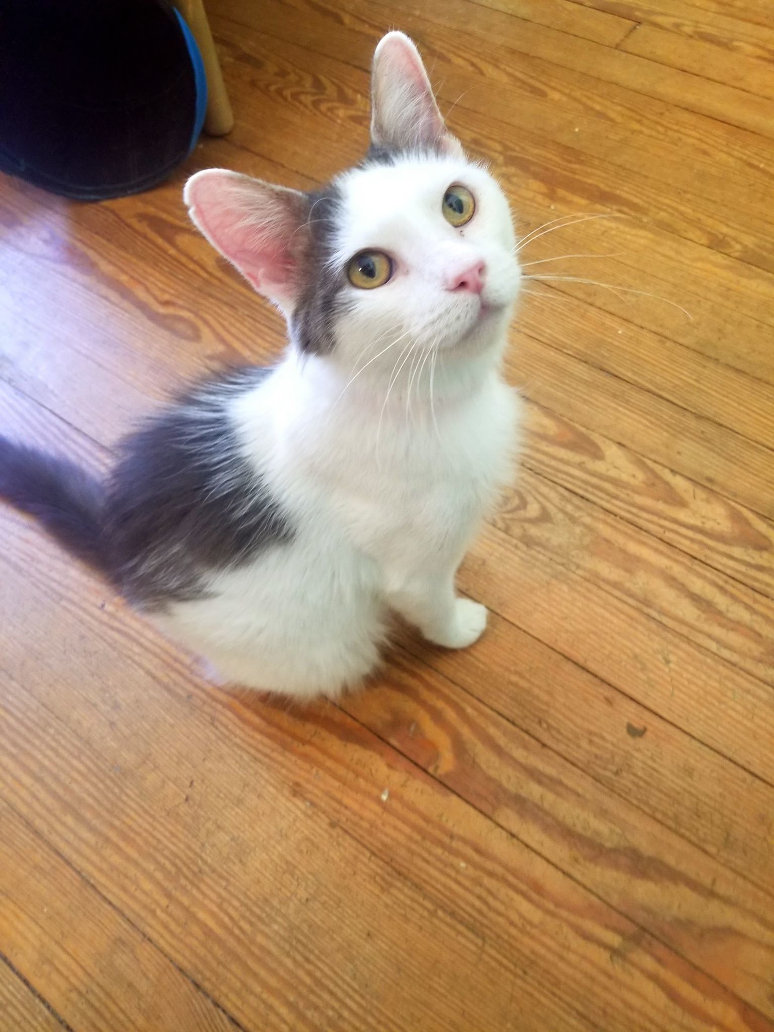 Bonita, an adoptable Domestic Short Hair in Berkeley Springs, WV, 25411 | Photo Image 2