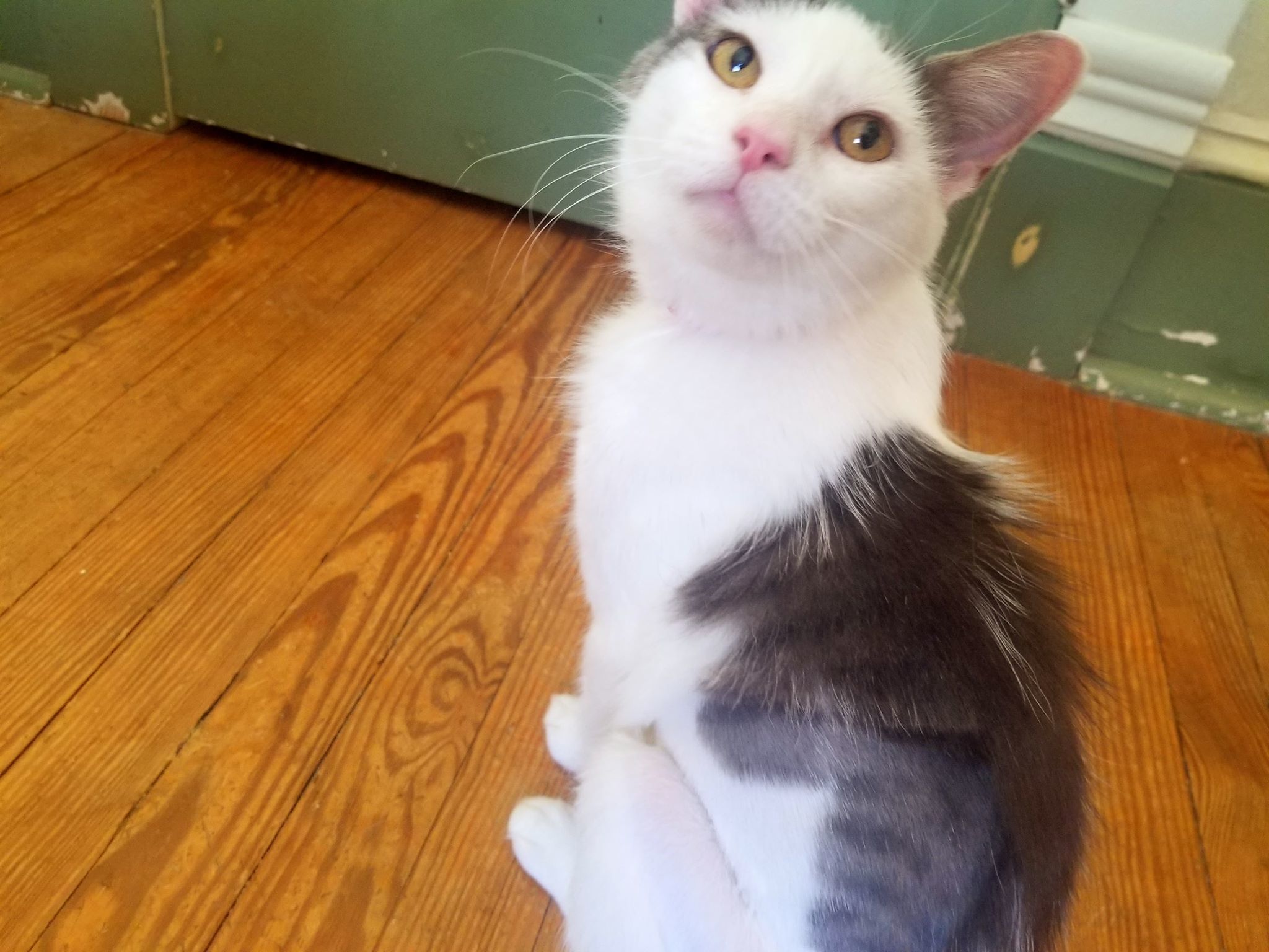 Bonita, an adoptable Domestic Short Hair in Berkeley Springs, WV, 25411 | Photo Image 4