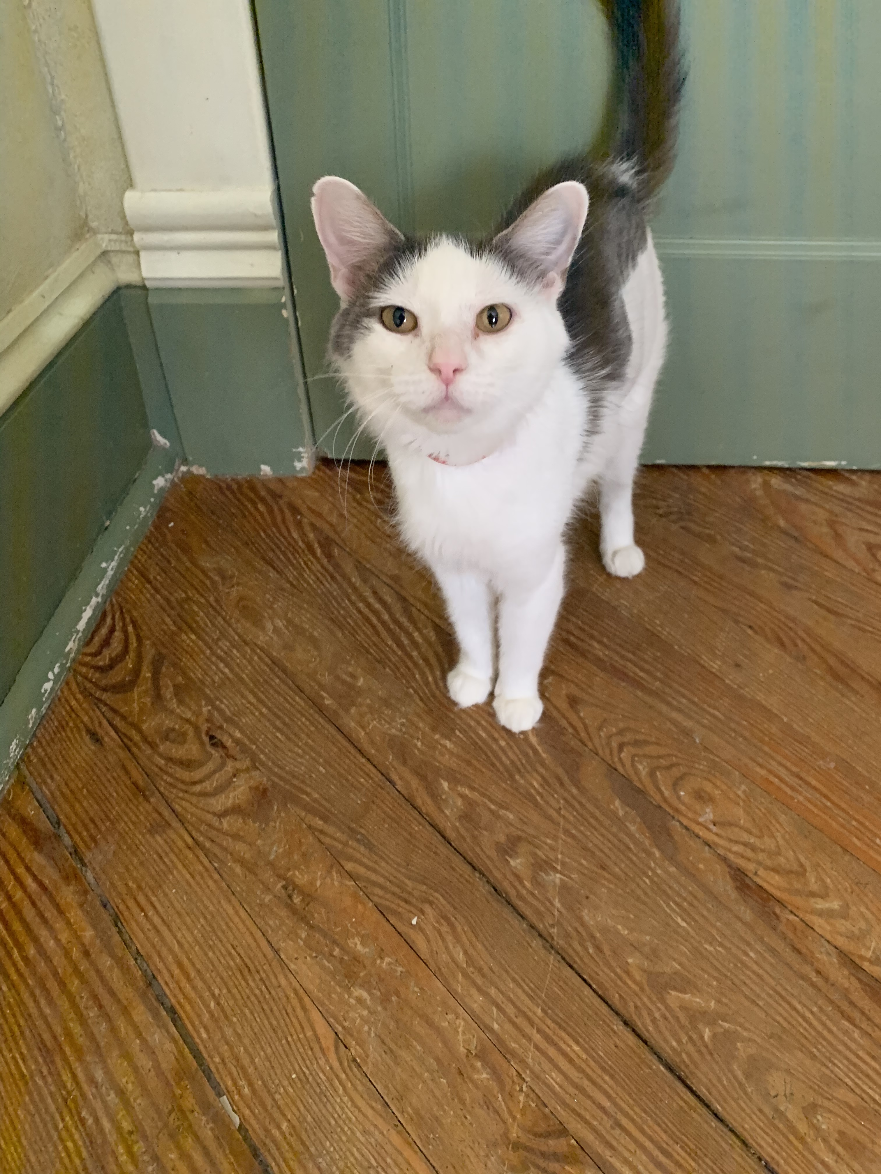 Bonita, an adoptable Domestic Short Hair in Berkeley Springs, WV, 25411 | Photo Image 6