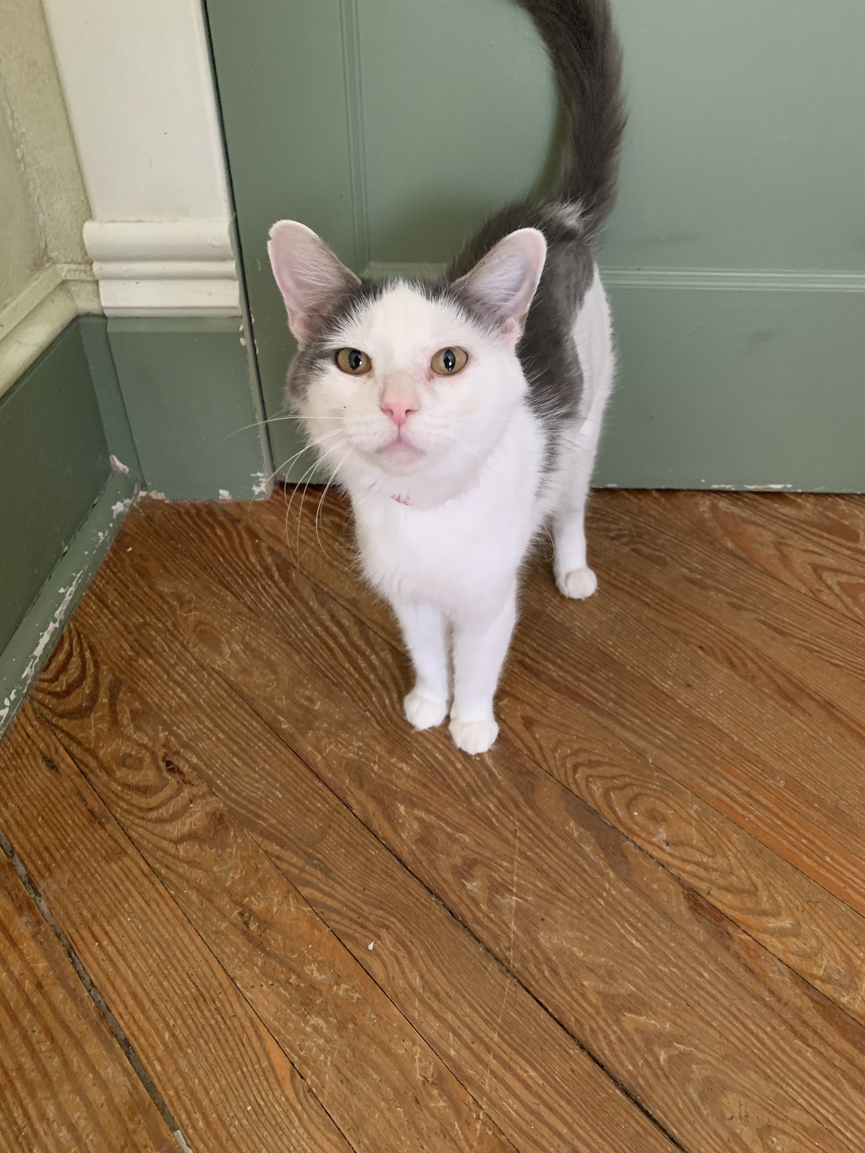 Bonita, an adoptable Domestic Short Hair in Berkeley Springs, WV, 25411 | Photo Image 8