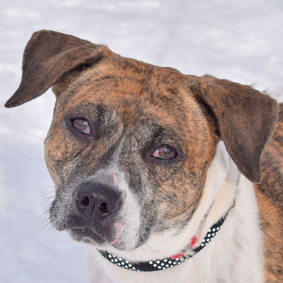 Sweetness, an adoptable Boxer, Labrador Retriever in Huntley, IL, 60142 | Photo Image 1
