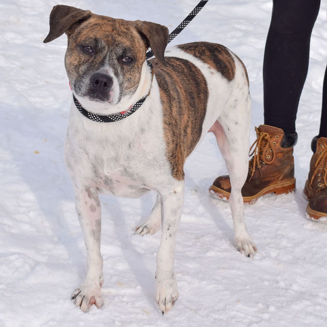Sweetness, an adoptable Boxer, Labrador Retriever in Huntley, IL, 60142 | Photo Image 2