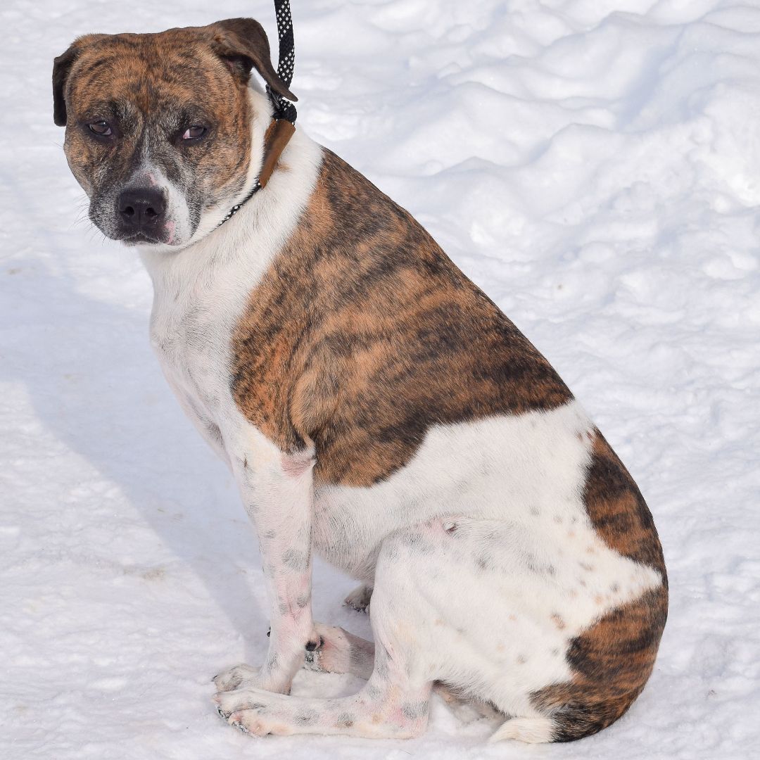 Sweetness, an adoptable Boxer, Labrador Retriever in Huntley, IL, 60142 | Photo Image 4