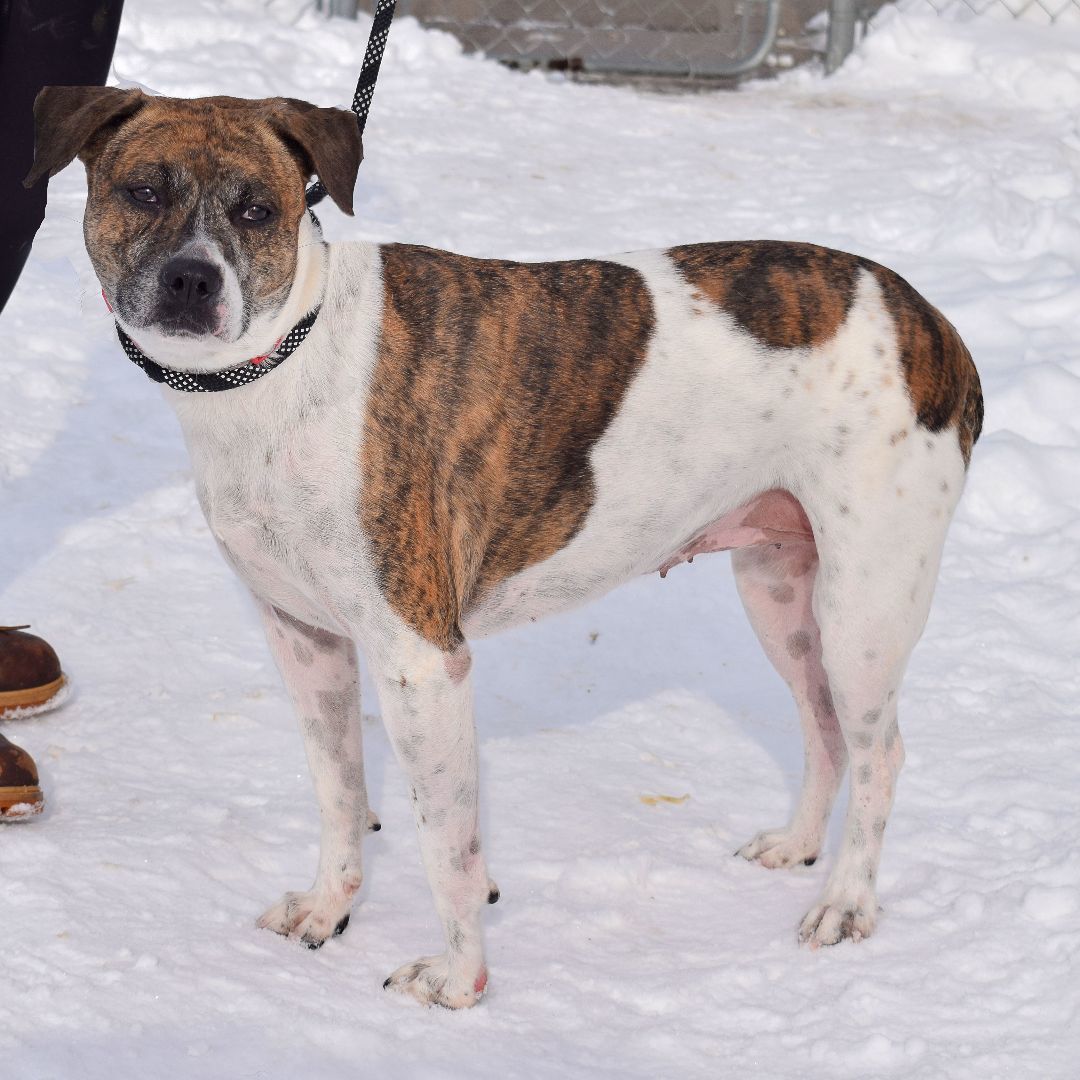 Sweetness, an adoptable Boxer, Labrador Retriever in Huntley, IL, 60142 | Photo Image 4