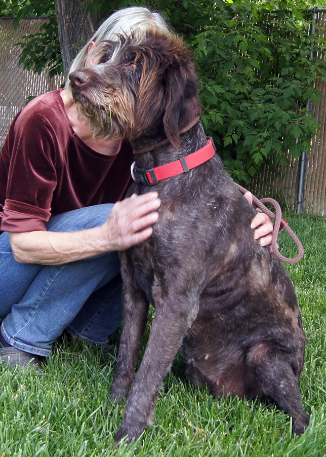 Dog For Adoption Whisper Nocats A German Wirehaired Pointer In