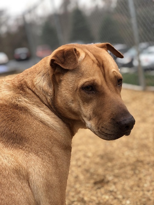 Dog For Adoption Bella A Shar Pei Labrador Retriever Mix In