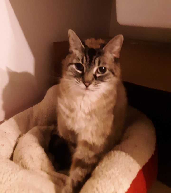 Cat For Adoption Career Barn Cats A Domestic Short Hair Mix
