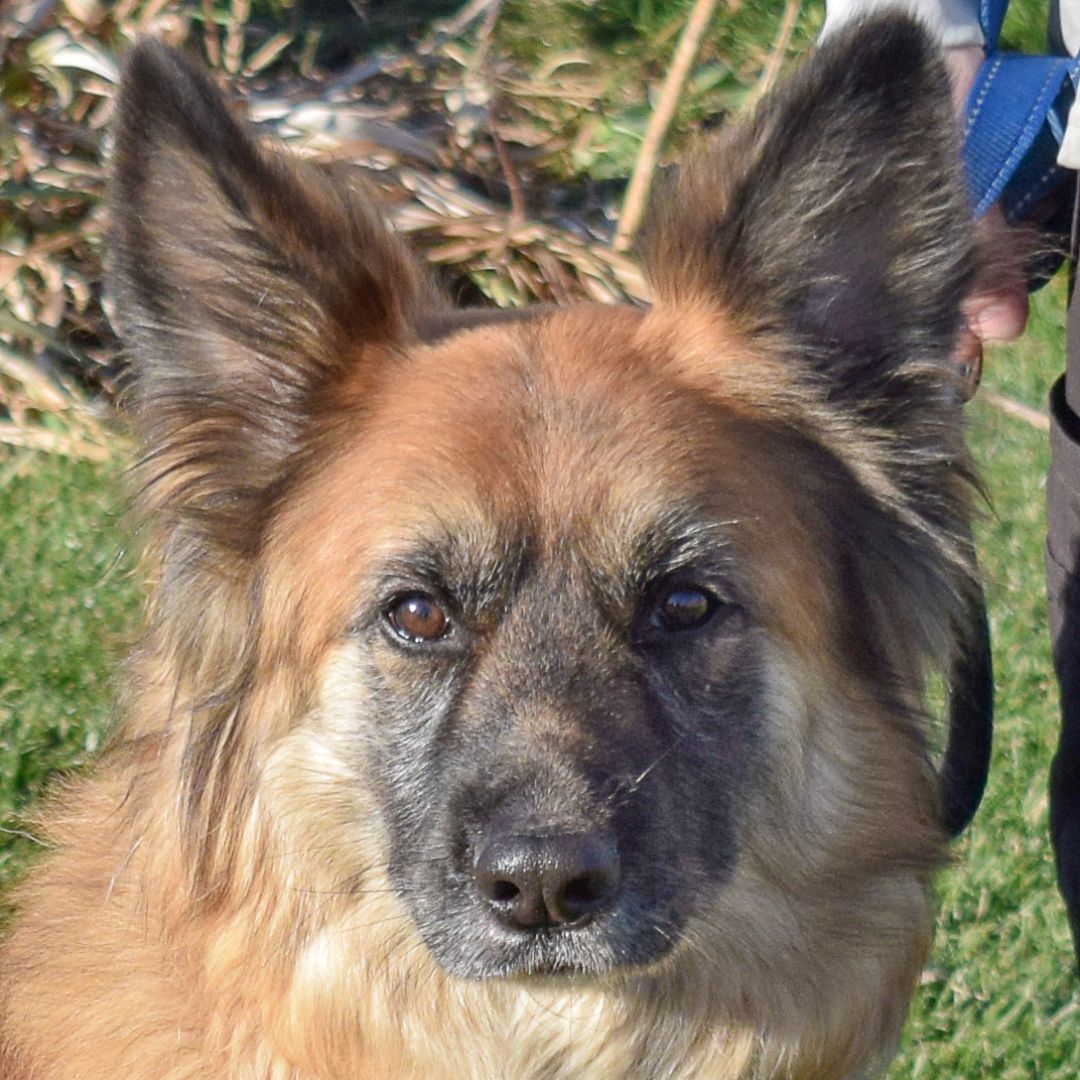 Suzie, an adoptable German Shepherd Dog, Akita in Huntley, IL, 60142 | Photo Image 1