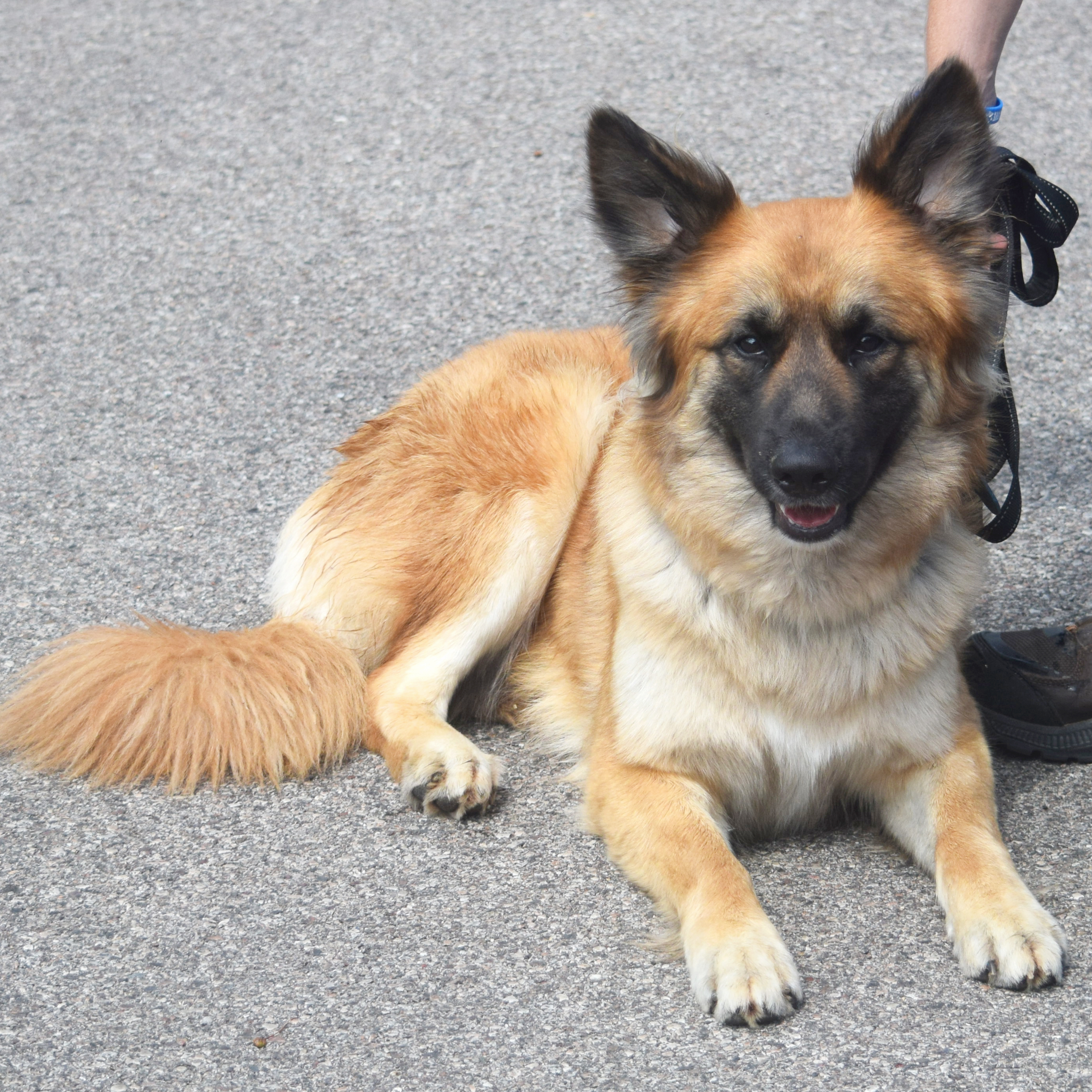 Suzie, an adoptable German Shepherd Dog, Akita in Huntley, IL, 60142 | Photo Image 2