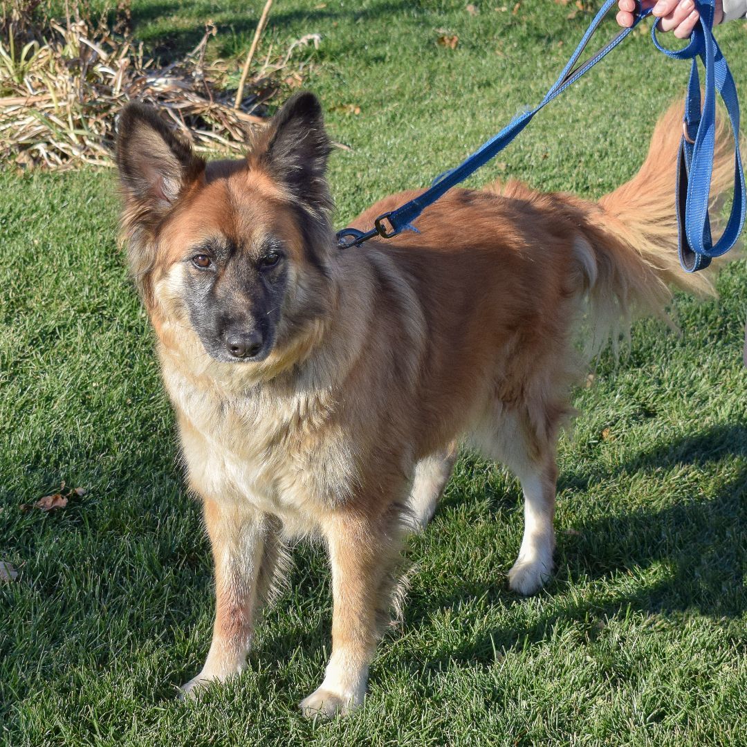 Suzie, an adoptable German Shepherd Dog, Akita in Huntley, IL, 60142 | Photo Image 3