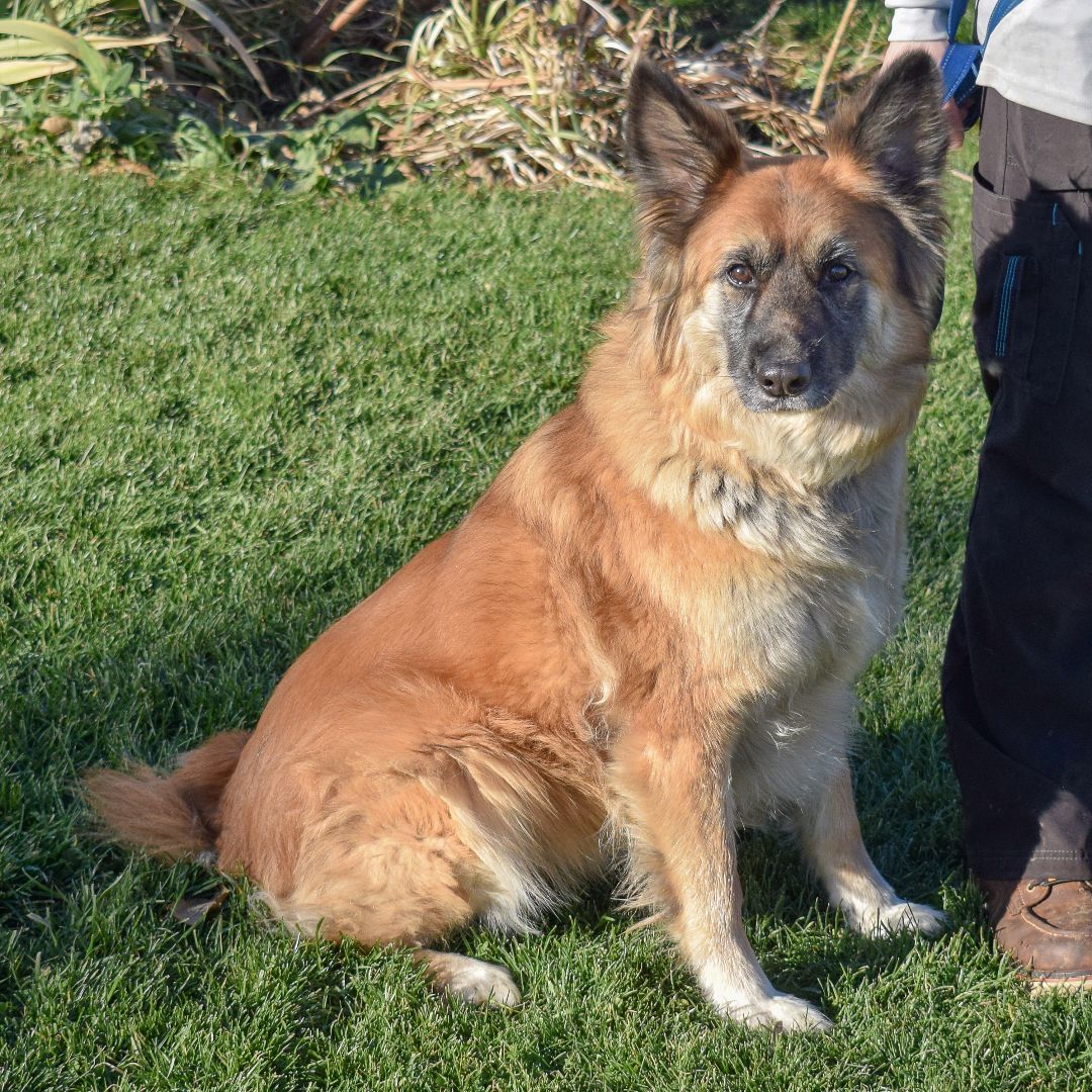 Suzie, an adoptable German Shepherd Dog, Akita in Huntley, IL, 60142 | Photo Image 4