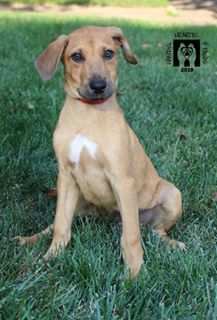 Lansing, an adoptable Black Mouth Cur, Hound in Omaha, NE, 68106 | Photo Image 2