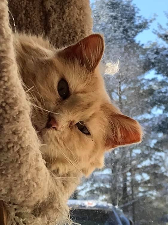 Hattie, an adoptable Domestic Long Hair in Blaine, MN, 55434 | Photo Image 2