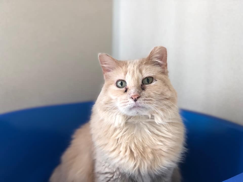 Hattie, an adoptable Domestic Long Hair in Blaine, MN, 55434 | Photo Image 3