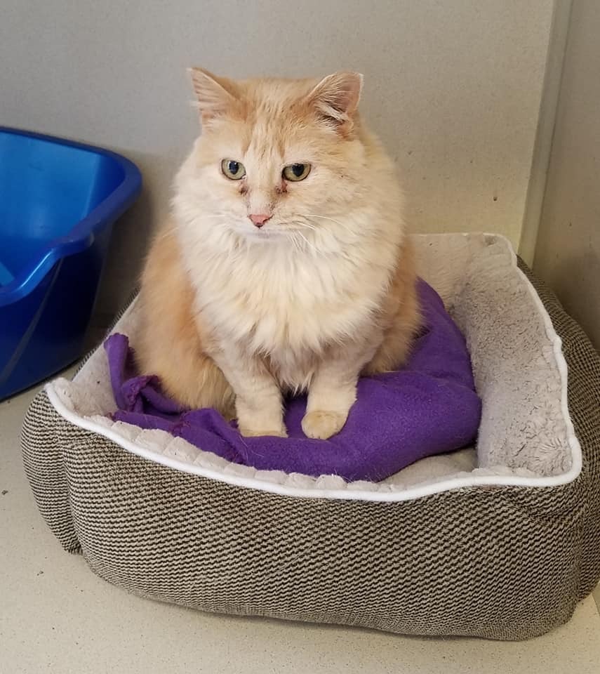 Hattie, an adoptable Domestic Long Hair in Blaine, MN, 55434 | Photo Image 4