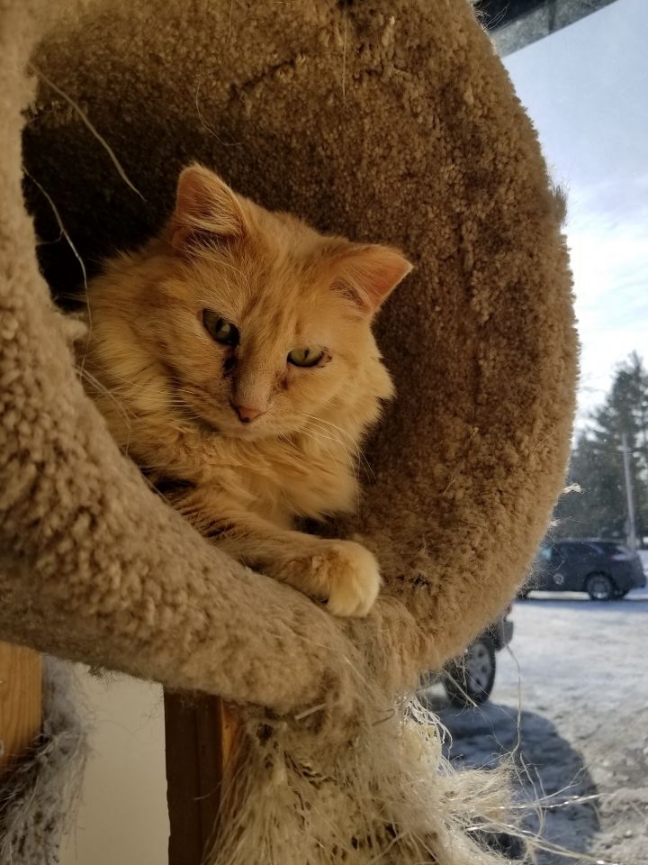 Cat for adoption - Hattie, a Domestic Long Hair Mix in Blaine, MN