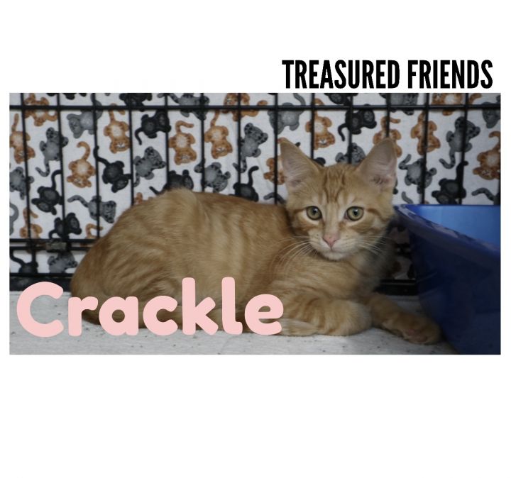 Crackle 1