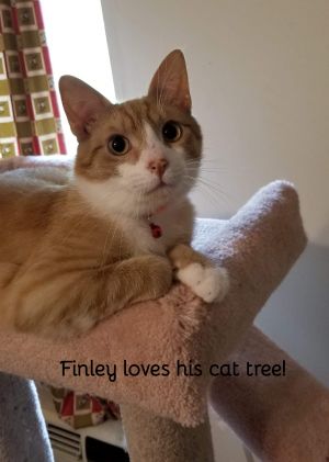 Finley