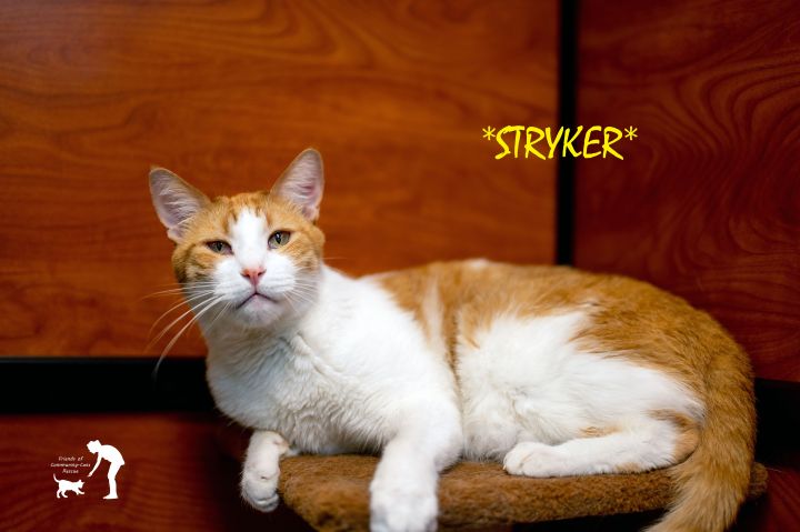 Stryker, an adoptable Domestic Short Hair in Centerville, UT_image-1