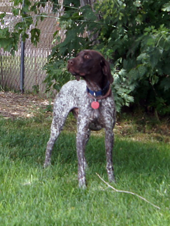 Dog For Adoption Drake A German Shorthaired Pointer In Salt