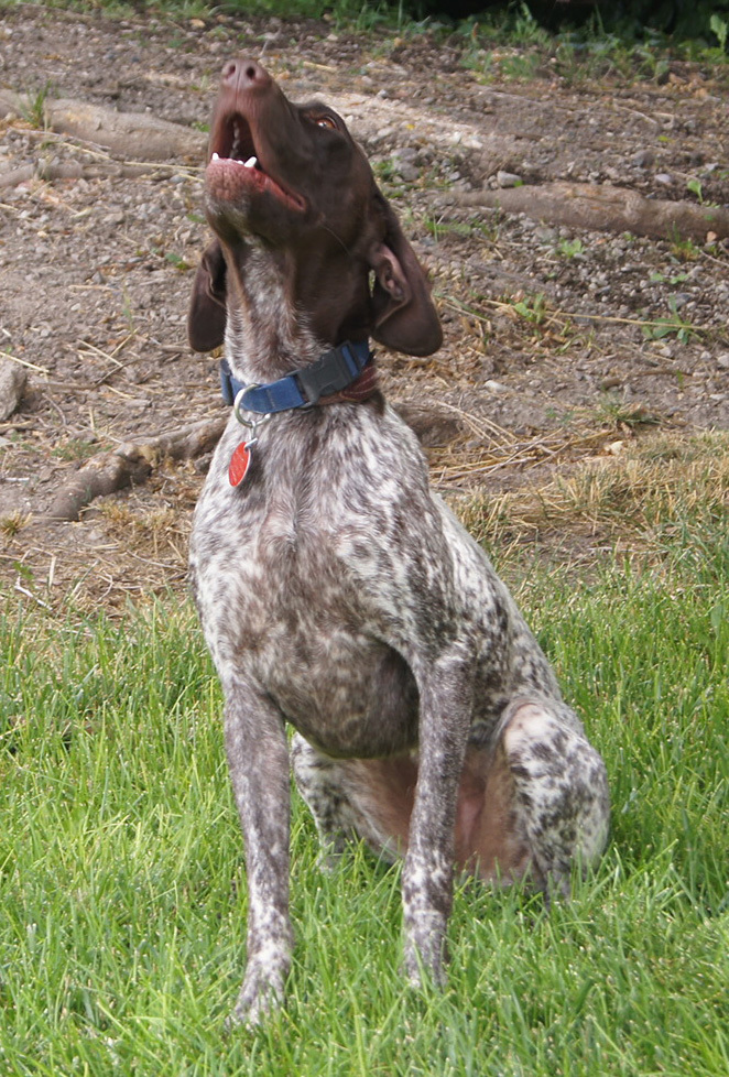 Dog For Adoption Drake A German Shorthaired Pointer In Salt