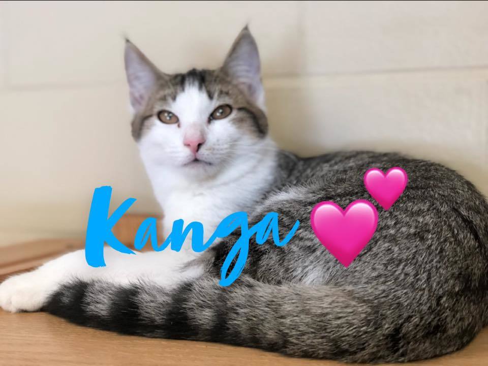 Kanga Kitten detail page