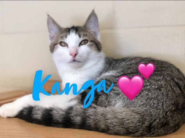 Kanga - kitten! 1