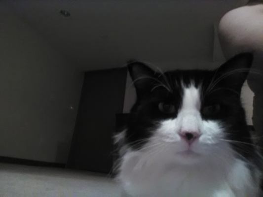 Cat For Adoption Charlie A Domestic Medium Hair Tuxedo Mix In