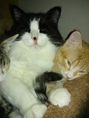 Cat For Adoption Charlie A Domestic Medium Hair Tuxedo Mix In